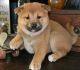Shiba Inu Puppies for sale in Colorado Springs, CO, USA. price: $350