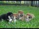 Shiba Inu Puppies for sale in Miami, FL, USA. price: NA