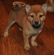 Shiba Inu Puppies for sale in New York, NY, USA. price: NA