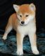 Shiba Inu Puppies for sale in Bethany Beach, DE, USA. price: NA
