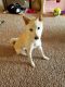 Shiba Inu Puppies for sale in Burnsville, MN, USA. price: NA