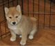 Shiba Inu Puppies for sale in Evansville, IN, USA. price: NA