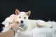 Shiba Inu Puppies for sale in Fort Lauderdale, FL, USA. price: NA