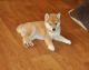 Shiba Inu Puppies for sale in Austin, TX, USA. price: NA