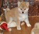 Shiba Inu Puppies for sale in Anchorage, AK, USA. price: $500