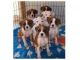 Shiba Inu Puppies for sale in Minneapolis, MN, USA. price: NA
