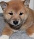 Shiba Inu Puppies for sale in Concord, CA, USA. price: NA