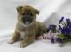 Shiba Inu Puppies for sale in Ducor, CA 93218, USA. price: NA