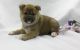 Shiba Inu Puppies for sale in Cobb, CA, USA. price: NA