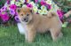 Shiba Inu Puppies for sale in Sacramento, CA, USA. price: NA