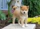 Shiba Inu Puppies for sale in Minneapolis, MN, USA. price: NA