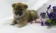 Shiba Inu Puppies for sale in Baywood-Los Osos, CA 93402, USA. price: NA