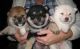 Shiba Inu Puppies for sale in Little Rock, AR, USA. price: $350