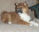 Shiba Inu Puppies for sale in Norfolk, VA, USA. price: NA