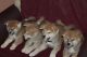Shiba Inu Puppies for sale in Phoenix, AZ, USA. price: $500