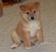 Shiba Inu Puppies for sale in Marietta, GA, USA. price: NA