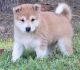 Shiba Inu Puppies for sale in Columbia, MD, USA. price: NA