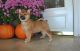 Shiba Inu Puppies for sale in Asheville, NC, USA. price: NA