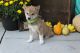Shiba Inu Puppies for sale in Canton, OH, USA. price: NA