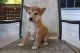 Shiba Inu Puppies for sale in Canton, OH, USA. price: NA