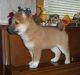 Shiba Inu Puppies for sale in Atlanta, GA 30368, USA. price: NA