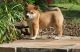 Shiba Inu Puppies for sale in Scottsburg, IN 47170, USA. price: $450