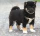 Shiba Inu Puppies for sale in Trinity St, Austin, TX, USA. price: NA