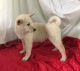 Shiba Inu Puppies for sale in San Francisco, San Antonio, TX 78201, USA. price: NA