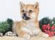Shiba Inu Puppies for sale in St Paul, MN 55119, USA. price: $500