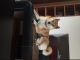 Shiba Inu Puppies for sale in United States. price: NA