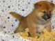 Shiba Inu Puppies for sale in Fort Lee, NJ, USA. price: NA