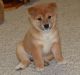Shiba Inu Puppies for sale in Cincinnati, OH, USA. price: NA