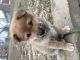 Shiba Inu Puppies for sale in Boonville, MO 65233, USA. price: $900