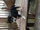 Shiba Inu Puppies for sale in Boonville, MO 65233, USA. price: $900