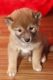 Shiba Inu Puppies for sale in TX-360, Grand Prairie, TX, USA. price: $500