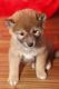 Shiba Inu Puppies for sale in Columbus, OH 43215, USA. price: NA