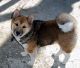 Shiba Inu Puppies for sale in Arroyo Grande, CA 93420, USA. price: $1,500