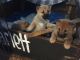 Shiba Inu Puppies for sale in Garden Grove, CA, USA. price: NA