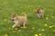 Shiba Inu Puppies for sale in Jacksonville, FL 32226, USA. price: NA