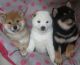 Shiba Inu Puppies for sale in Hogansburg, Bombay, NY, USA. price: NA
