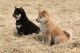 Shiba Inu Puppies for sale in Colorado Springs, CO, USA. price: $400