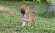 Shiba Inu Puppies for sale in Philadelphia, PA, USA. price: NA