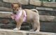 Shiba Inu Puppies for sale in Birmingham, AL, USA. price: $500