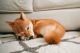 Shiba Inu Puppies for sale in Québec City, QC, Canada. price: $490