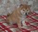 Shiba Inu Puppies for sale in Jacksonville, FL 32238, USA. price: NA