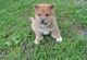Shiba Inu Puppies for sale in Orlando, FL, USA. price: $650