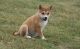 Shiba Inu Puppies for sale in Bozeman, MT, USA. price: $600