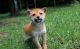 Shiba Inu Puppies for sale in Brunswick, OH 44212, USA. price: NA