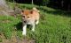 Shiba Inu Puppies for sale in Seattle, WA 98109, USA. price: NA