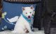 Shiba Inu Puppies for sale in Abbeville, SC 29620, USA. price: $500